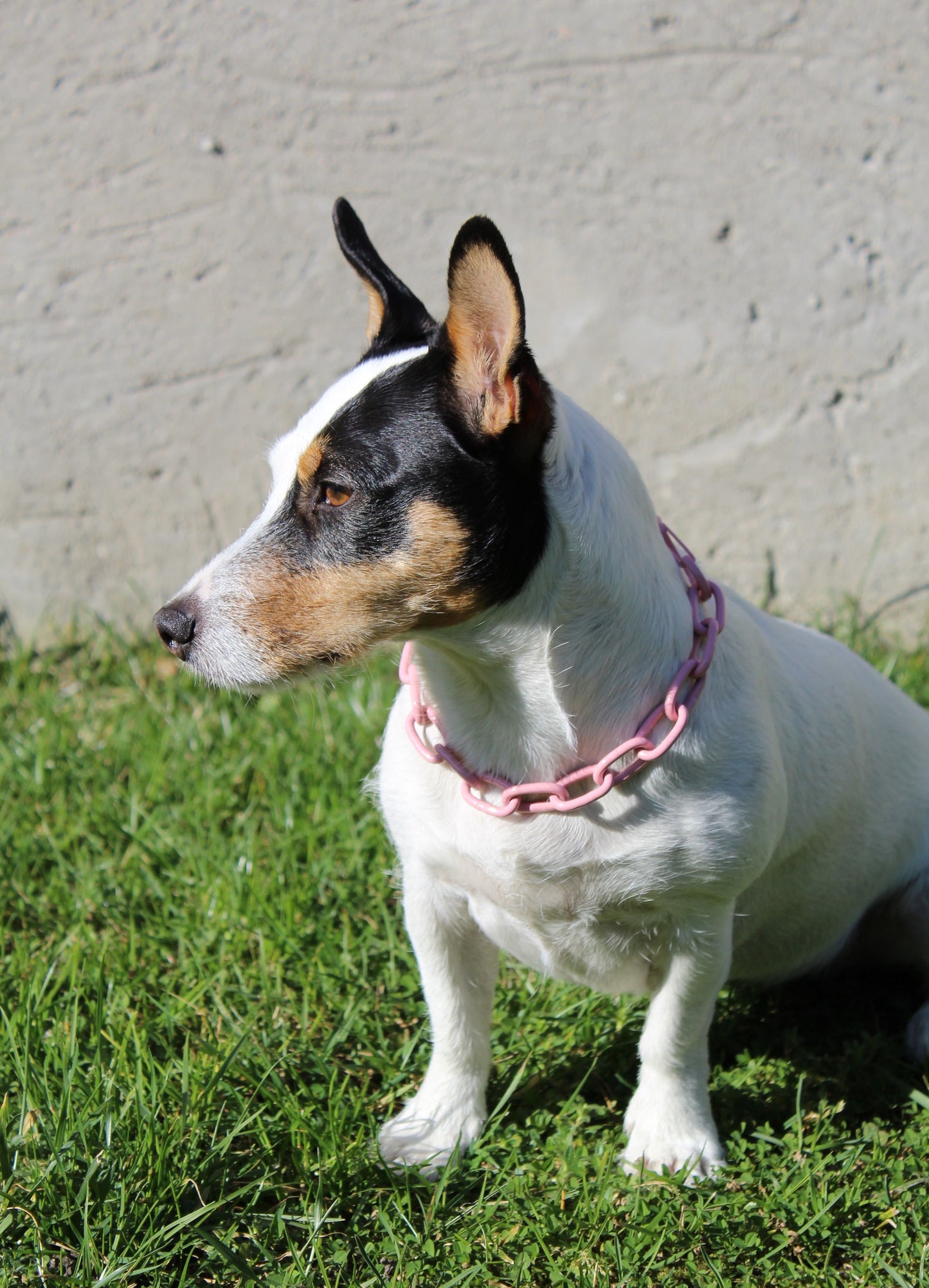 Collier chaine non étrangleur pour petits chiens - Chaîne Croc Méchante Mini
