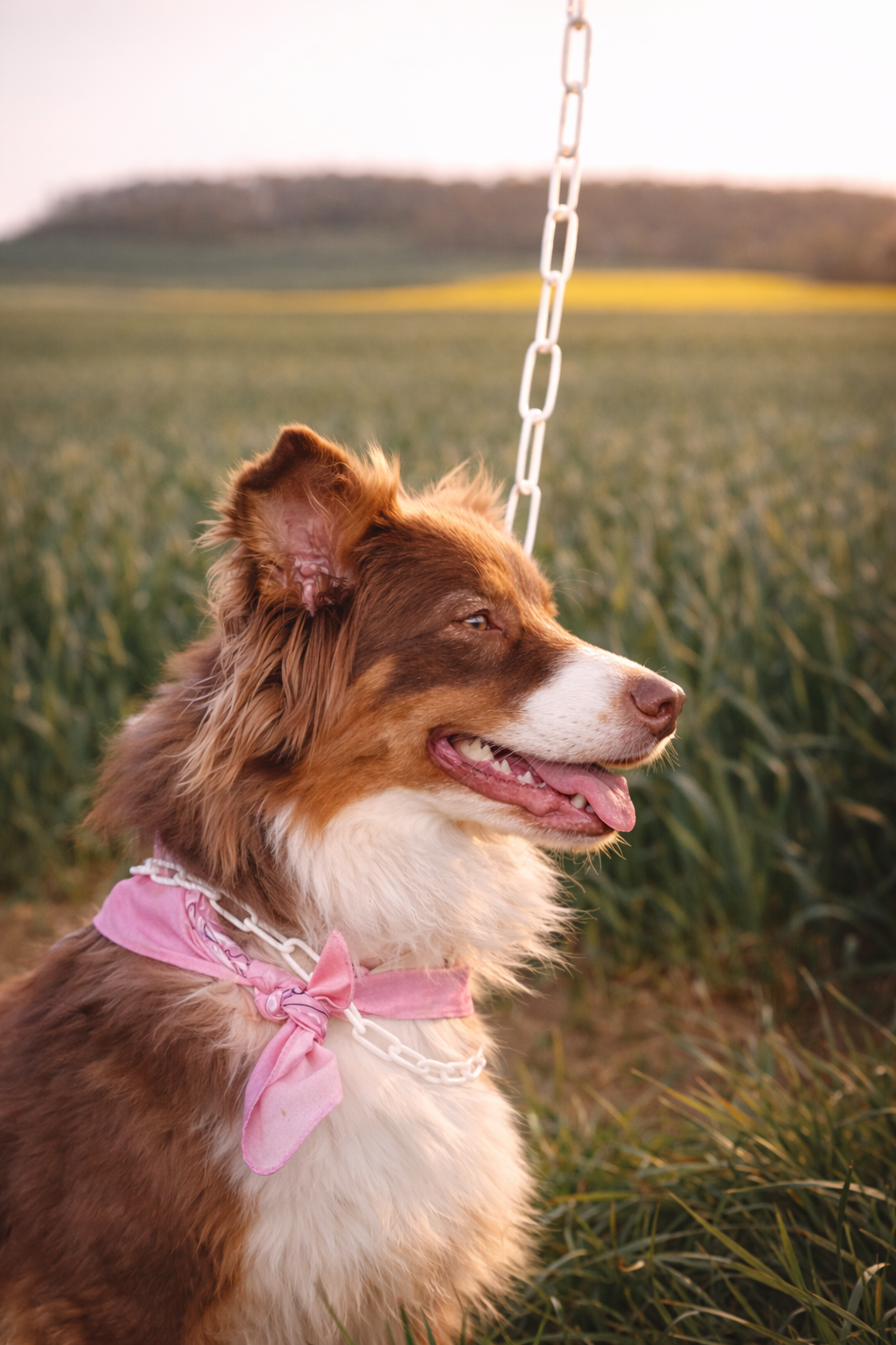 Collier chaine non étrangleur pour chien puissant -  Chaîne Croc Méchante