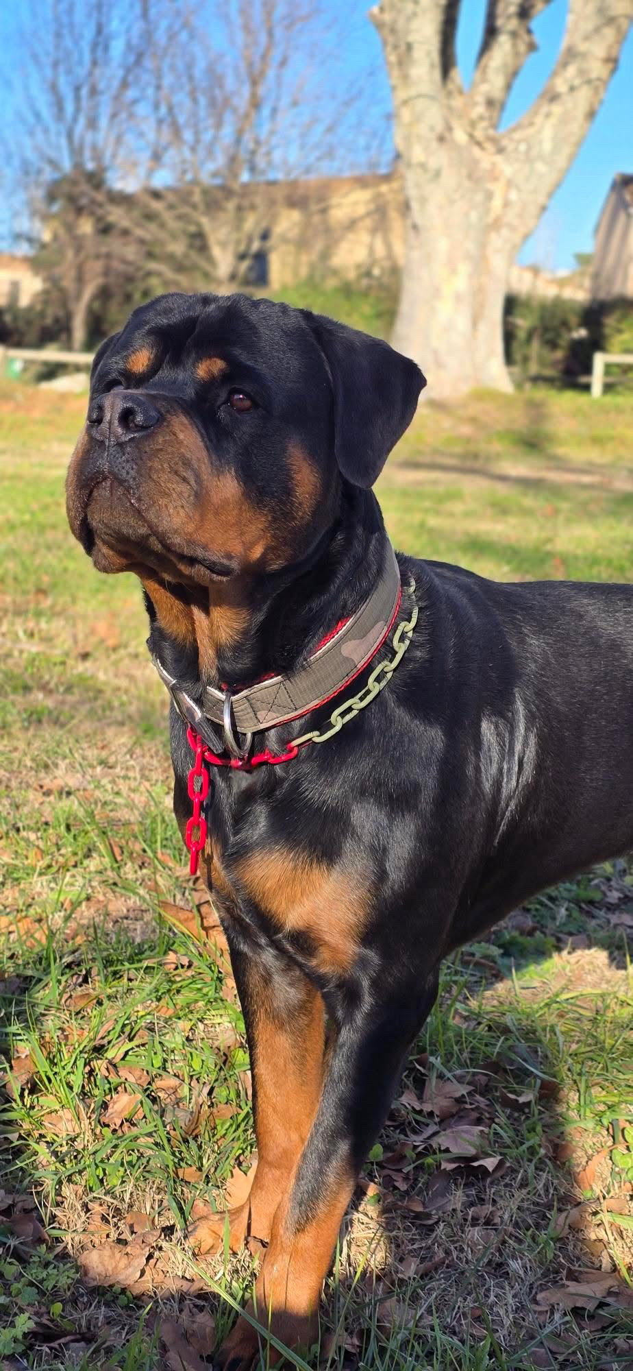 Collier chaine non étrangleur pour chien puissant -  Chaîne Croc Méchante