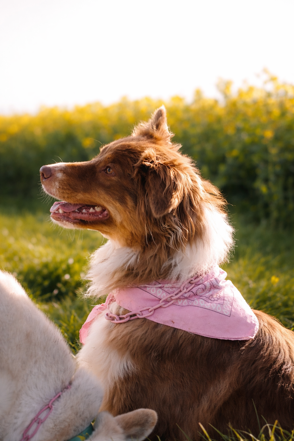 Collier chaine non étrangleur pour chien puissant -  Chaîne Croc Méchante
