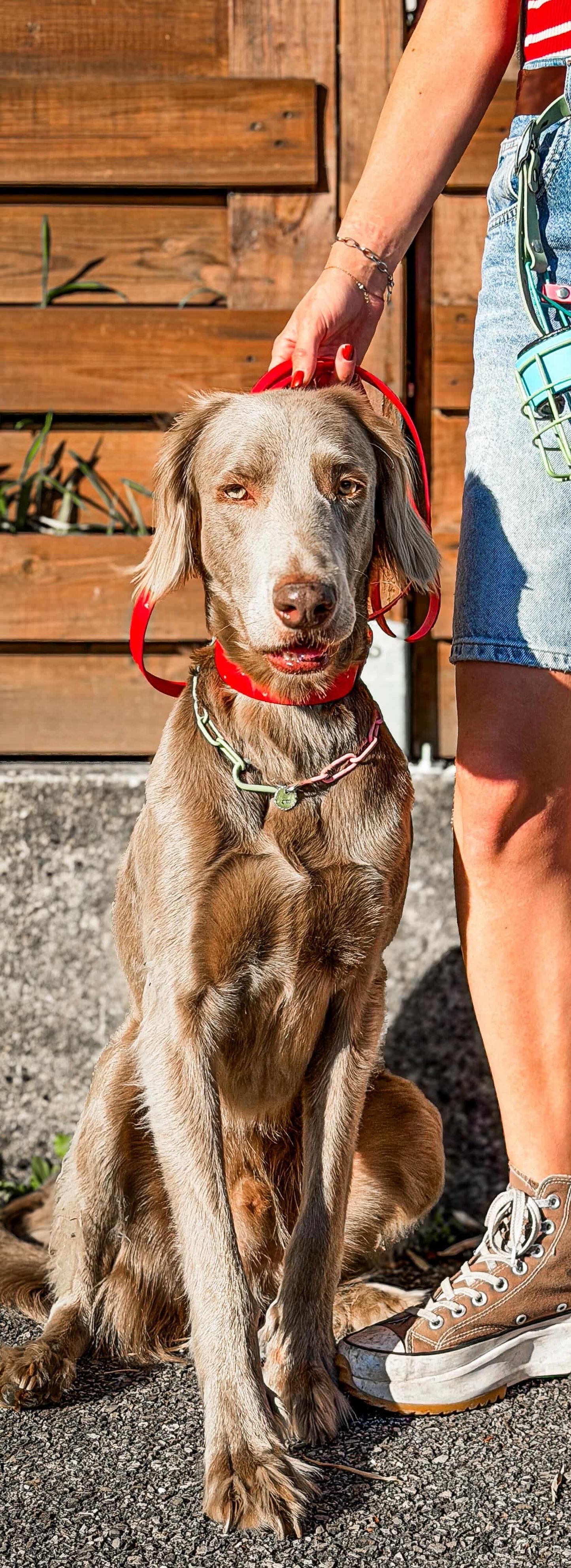 Collier Chaîne Non Étrangleur et Bicolore pour chien  - Chaîne Croc Méchante