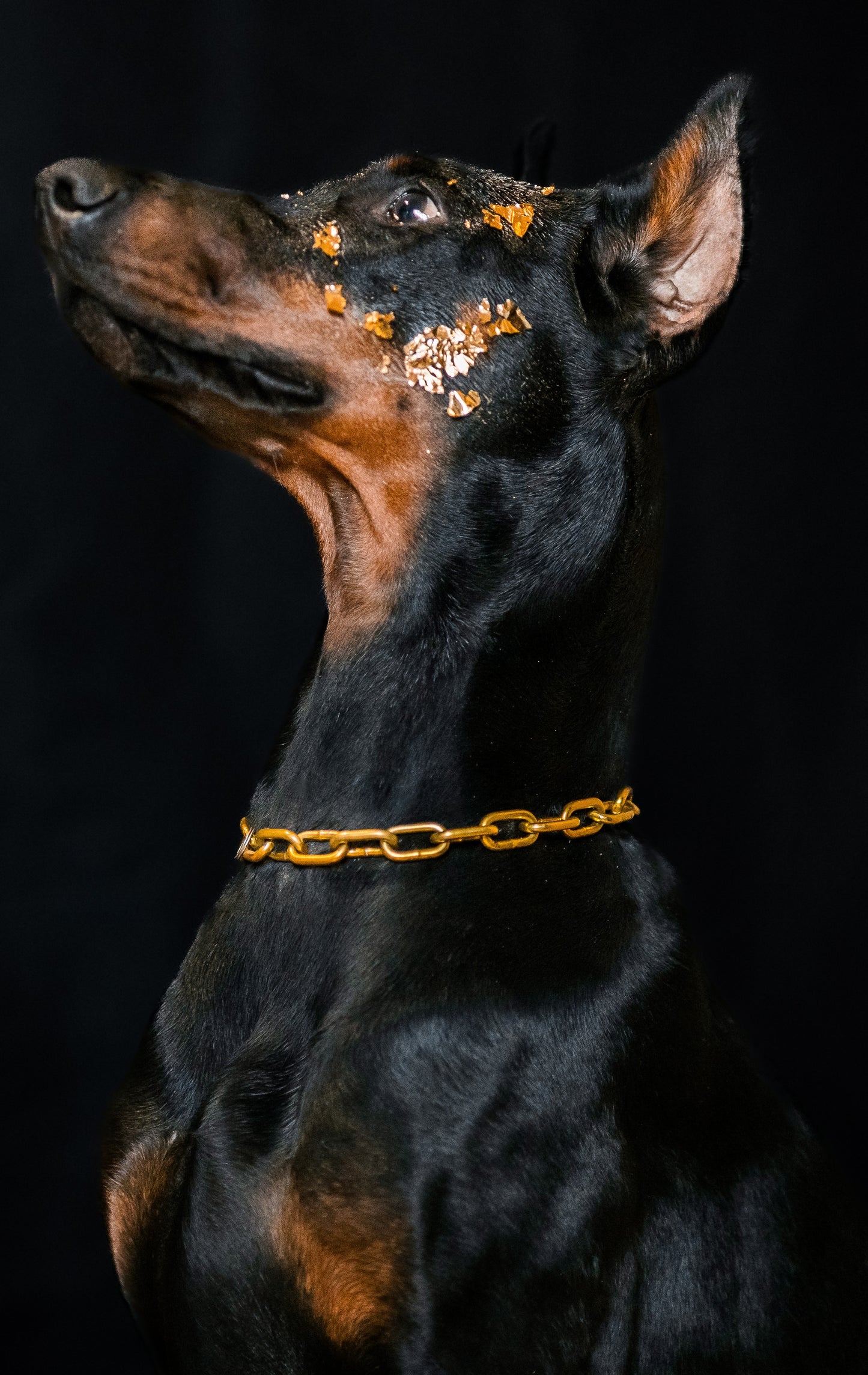 Collier chaine non étrangleur pour chien puissant -  Chaîne Croc Méchante