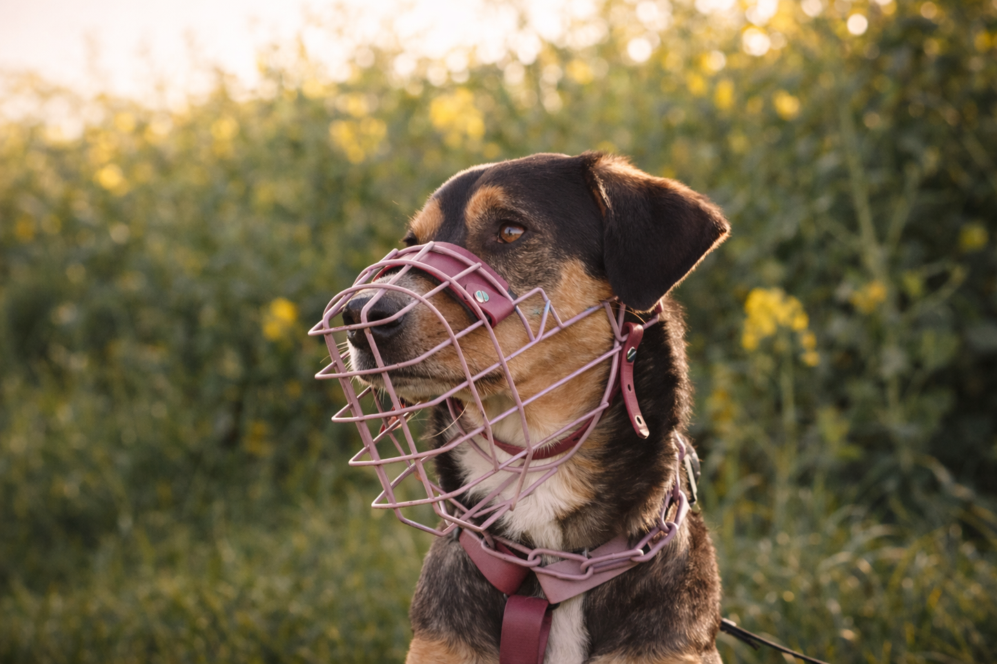 Muselière Chien - Cage colorée + biothane