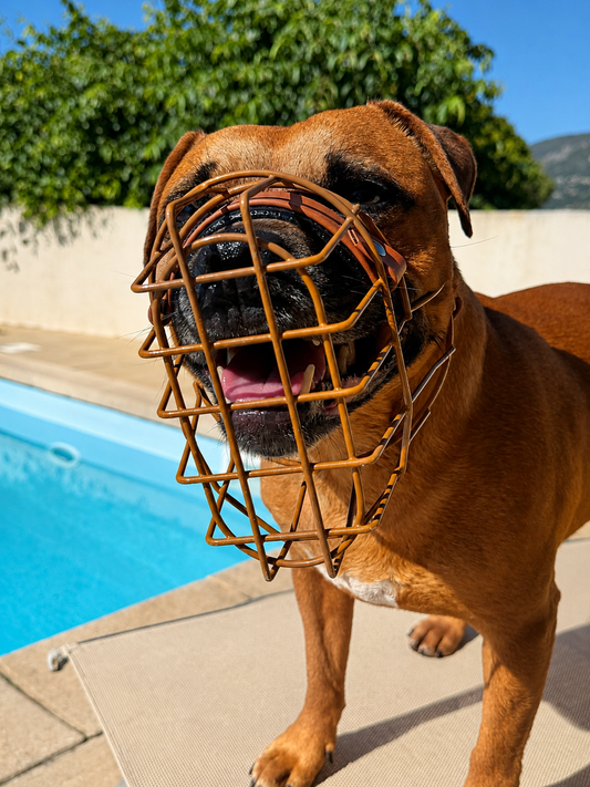 Muselière Chien - Cage colorée + biothane