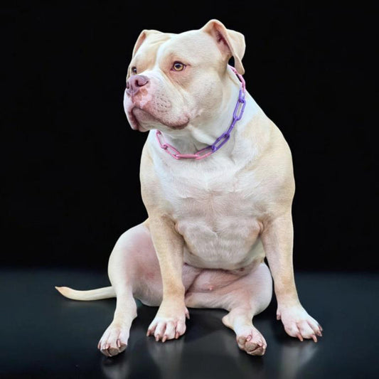 Collier Chaîne Non Étrangleur et Bicolore pour chien  - Chaîne Croc Méchante