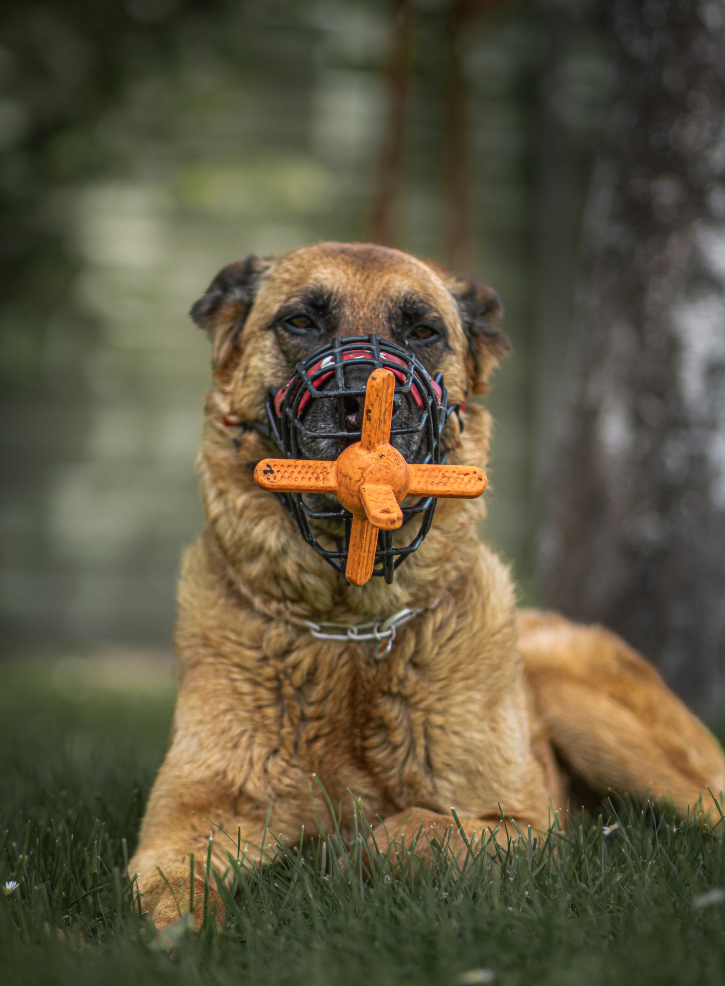 Balle Muzzle Mates® – Jouet d’Enrichissement pour Chiens Muselés