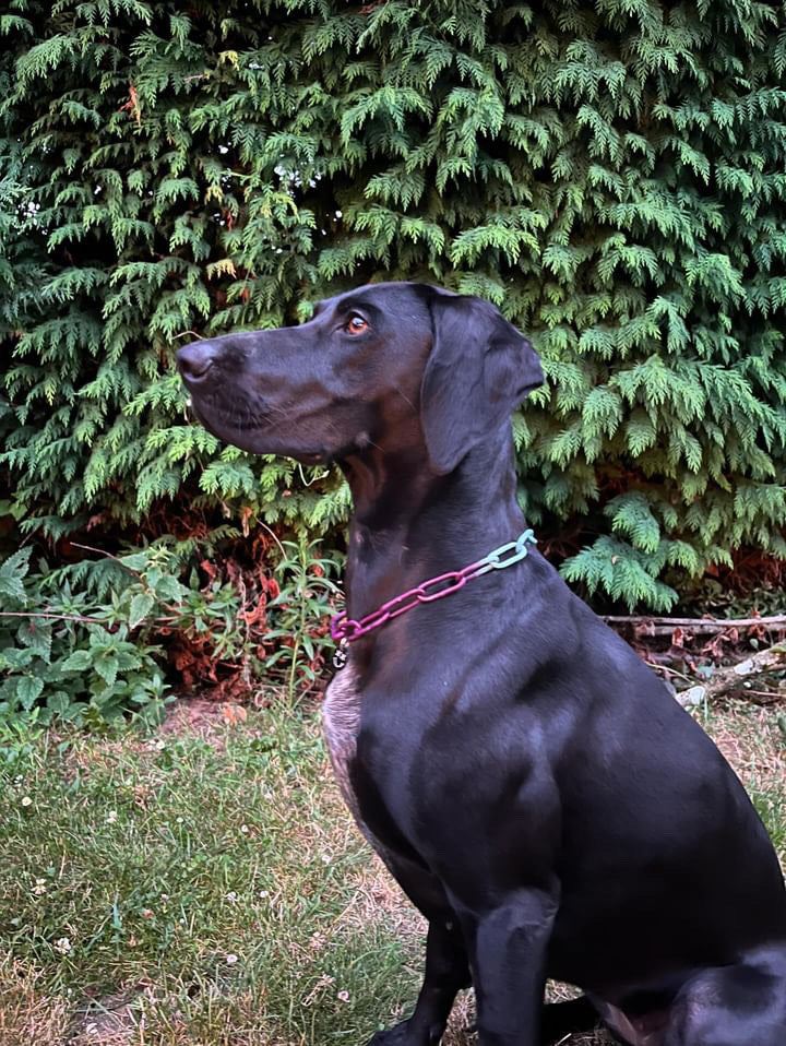 Collier chaine non étrangleur pour chien puissant -  Chaîne Croc Méchante