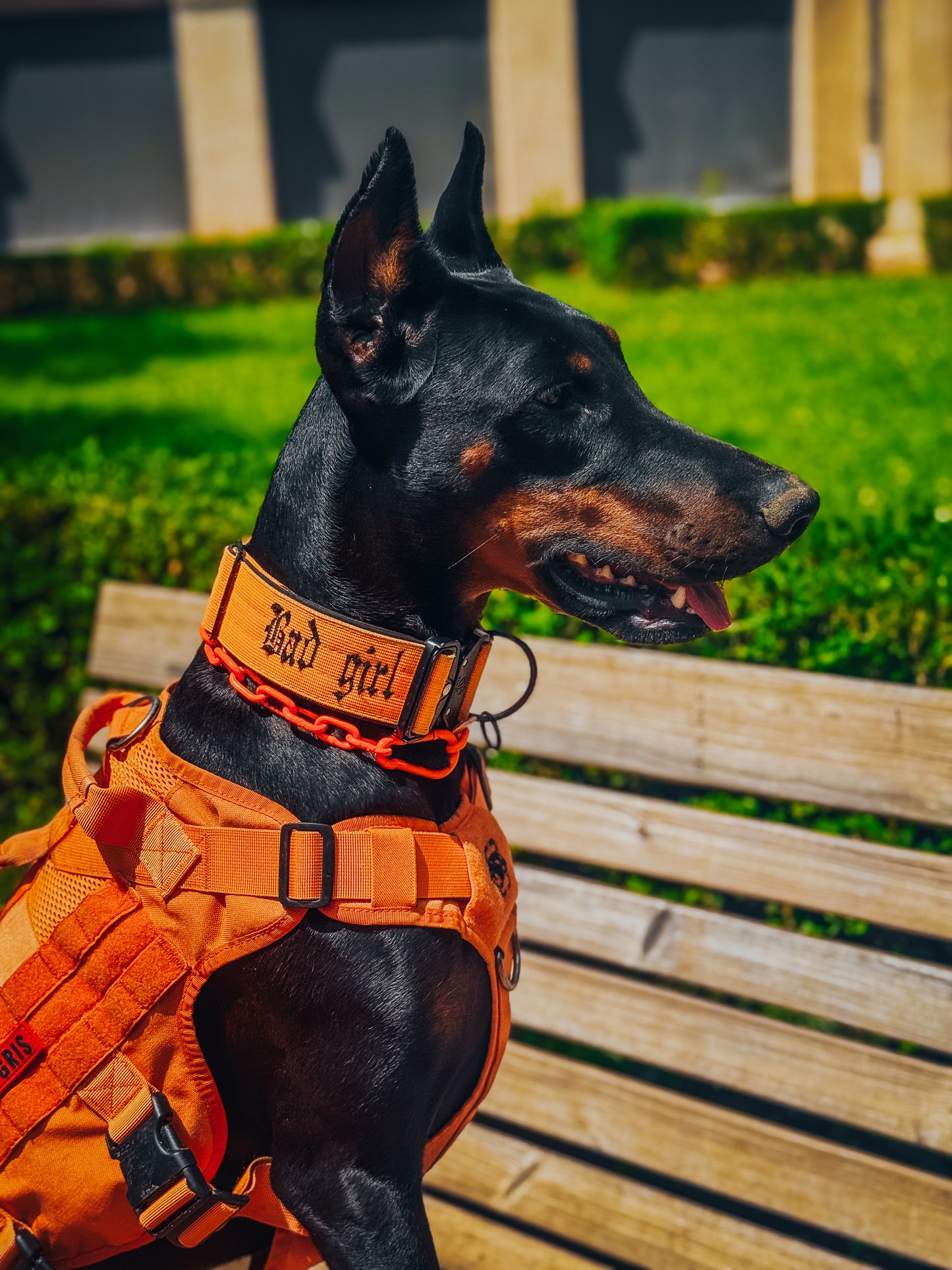 Collier chaine non étrangleur pour chien puissant -  Chaîne Croc Méchante