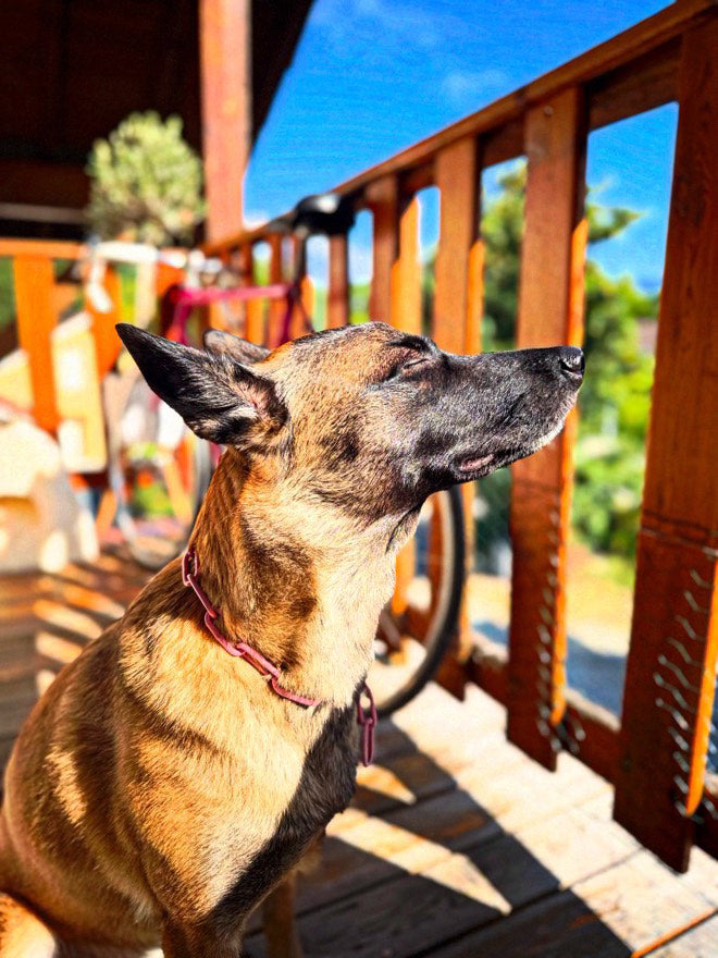 Collier chaine non étrangleur pour chien puissant -  Chaîne Croc Méchante
