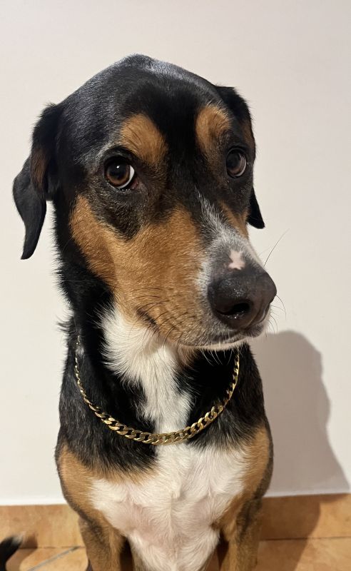 Collier Chaîne non étrangleur pour chien élégante - Collier CROCHIC