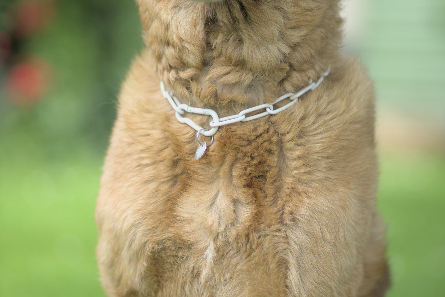 Collier chaine non étrangleur pour chien puissant -  Chaîne Croc Méchante