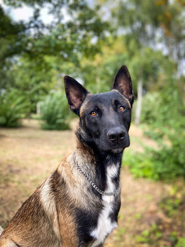 Collier Chaîne non étrangleur pour chien élégante - Collier CROCHIC