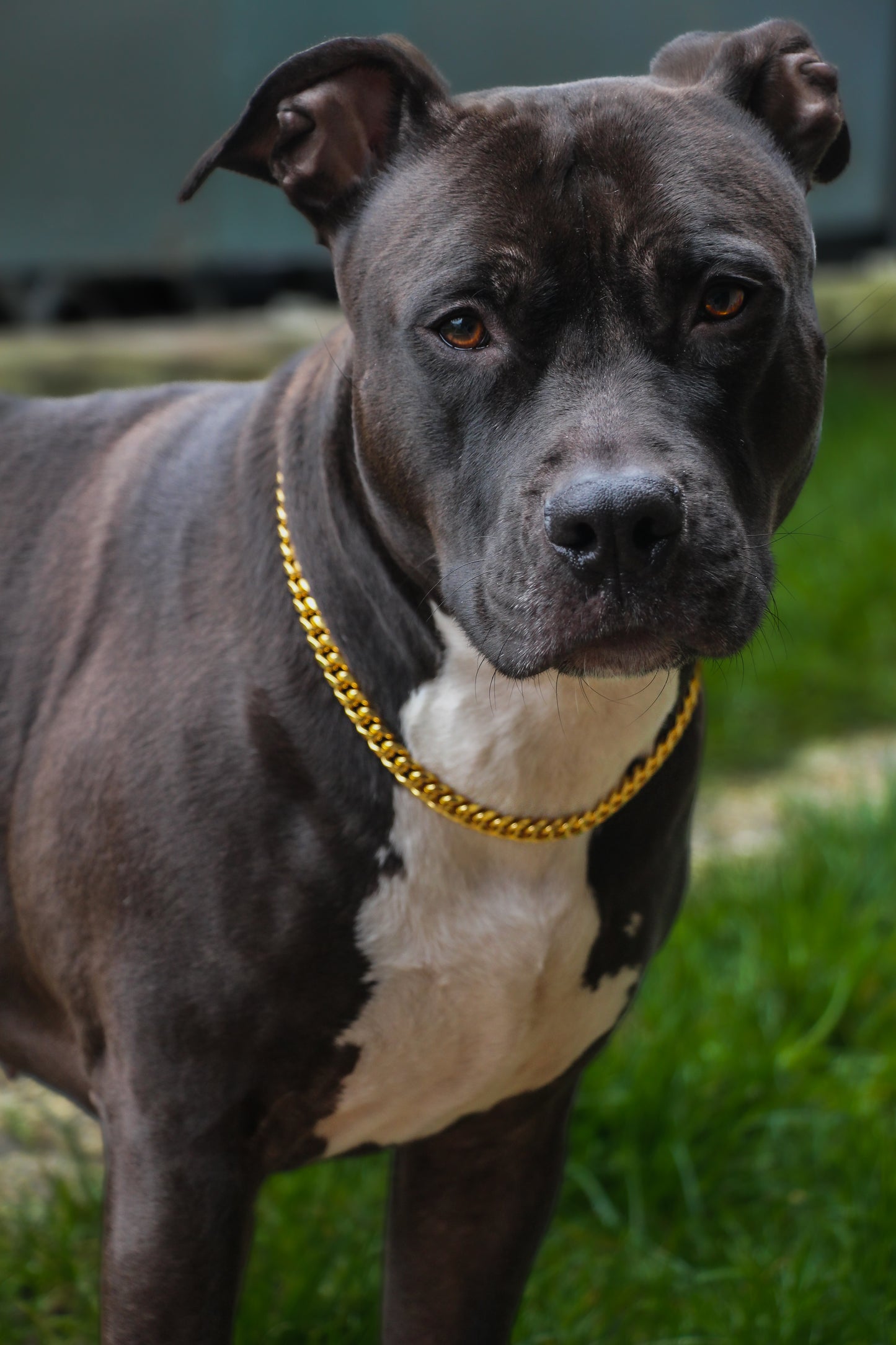 Collier Chaîne non étrangleur pour chien élégante - Collier CROCHIC