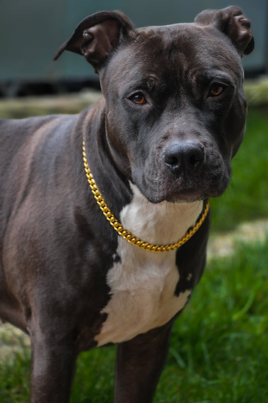 Collier Chaîne non étrangleur pour chien élégante - Collier CROCHIC