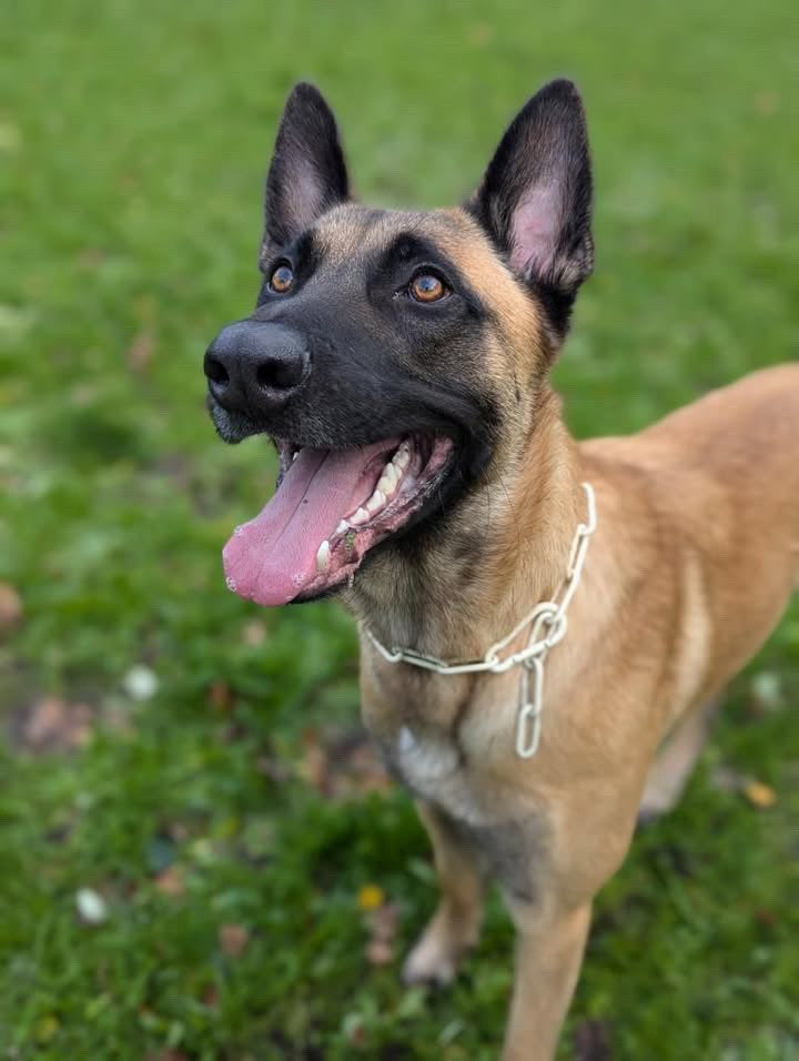 Collier chaine non étrangleur pour chien puissant -  Chaîne Croc Méchante