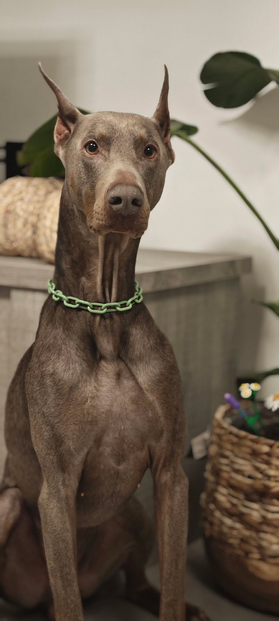 Collier chaine non étrangleur pour chien puissant -  Chaîne Croc Méchante