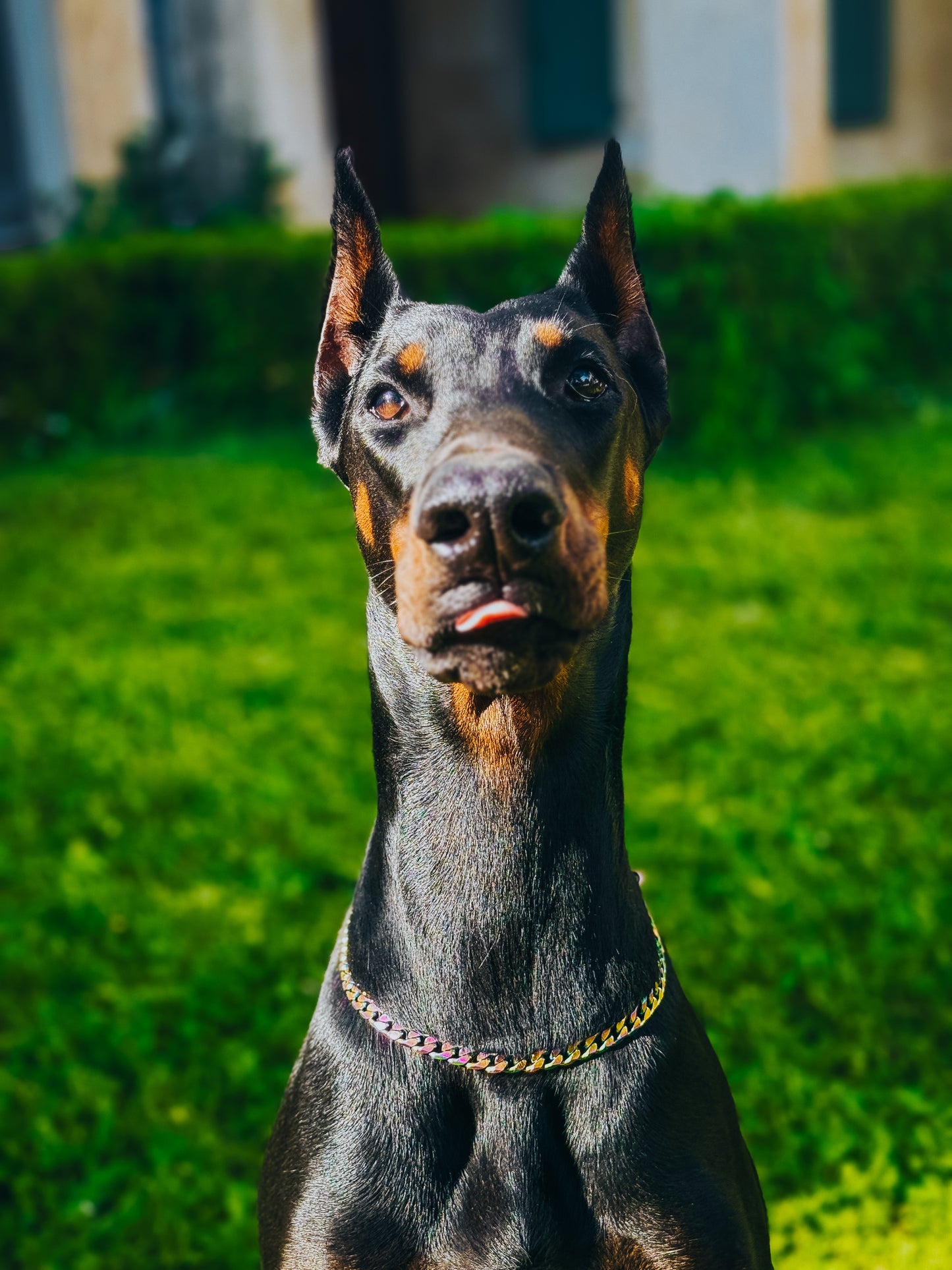 Collier Chaîne non étrangleur pour chien élégante - Collier CROCHIC