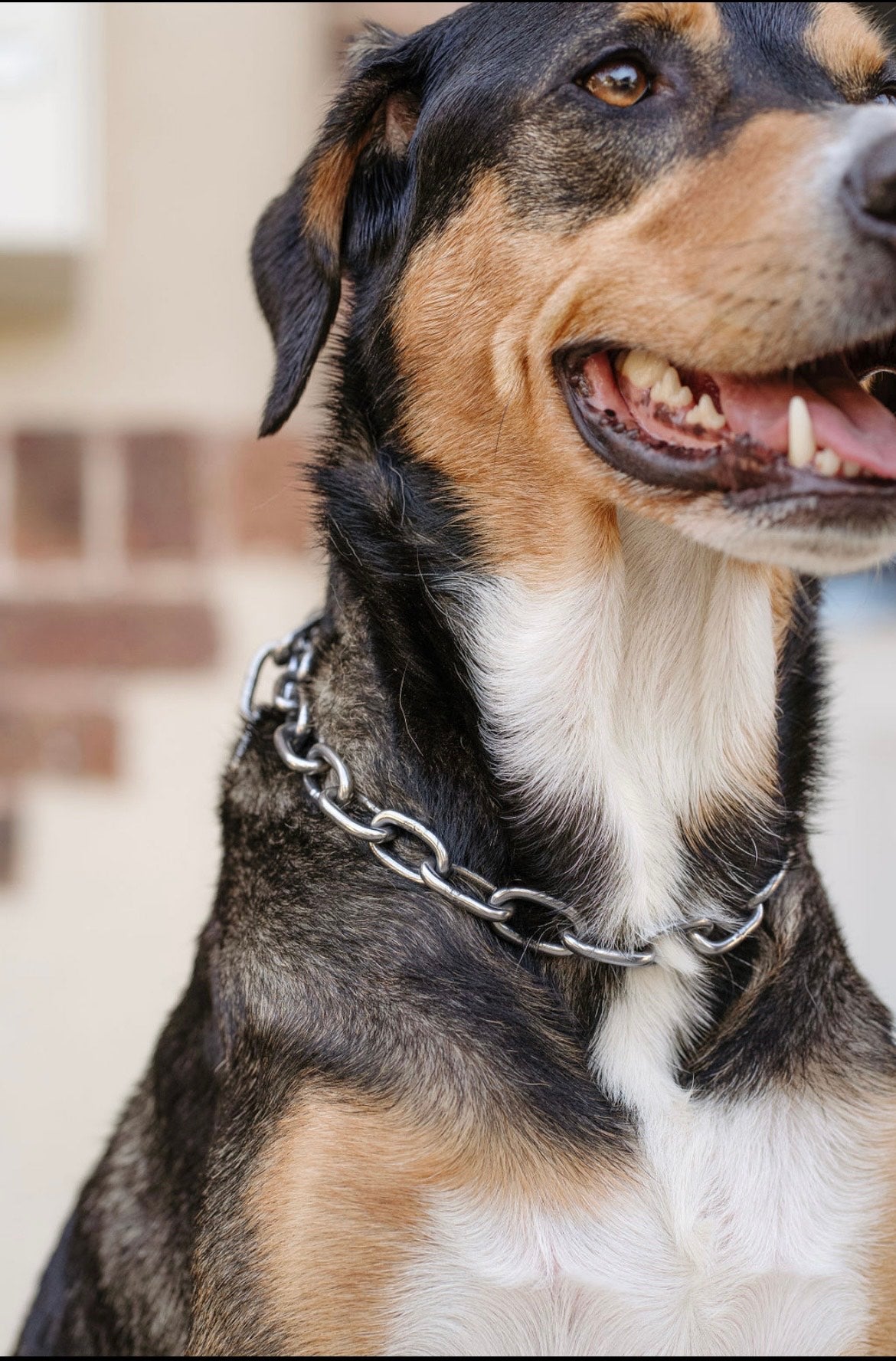 Collier chaine non étrangleur pour chien puissant -  Chaîne Croc Méchante