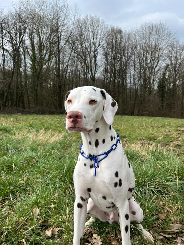 Collier chaine non étrangleur pour chien puissant -  Chaîne Croc Méchante