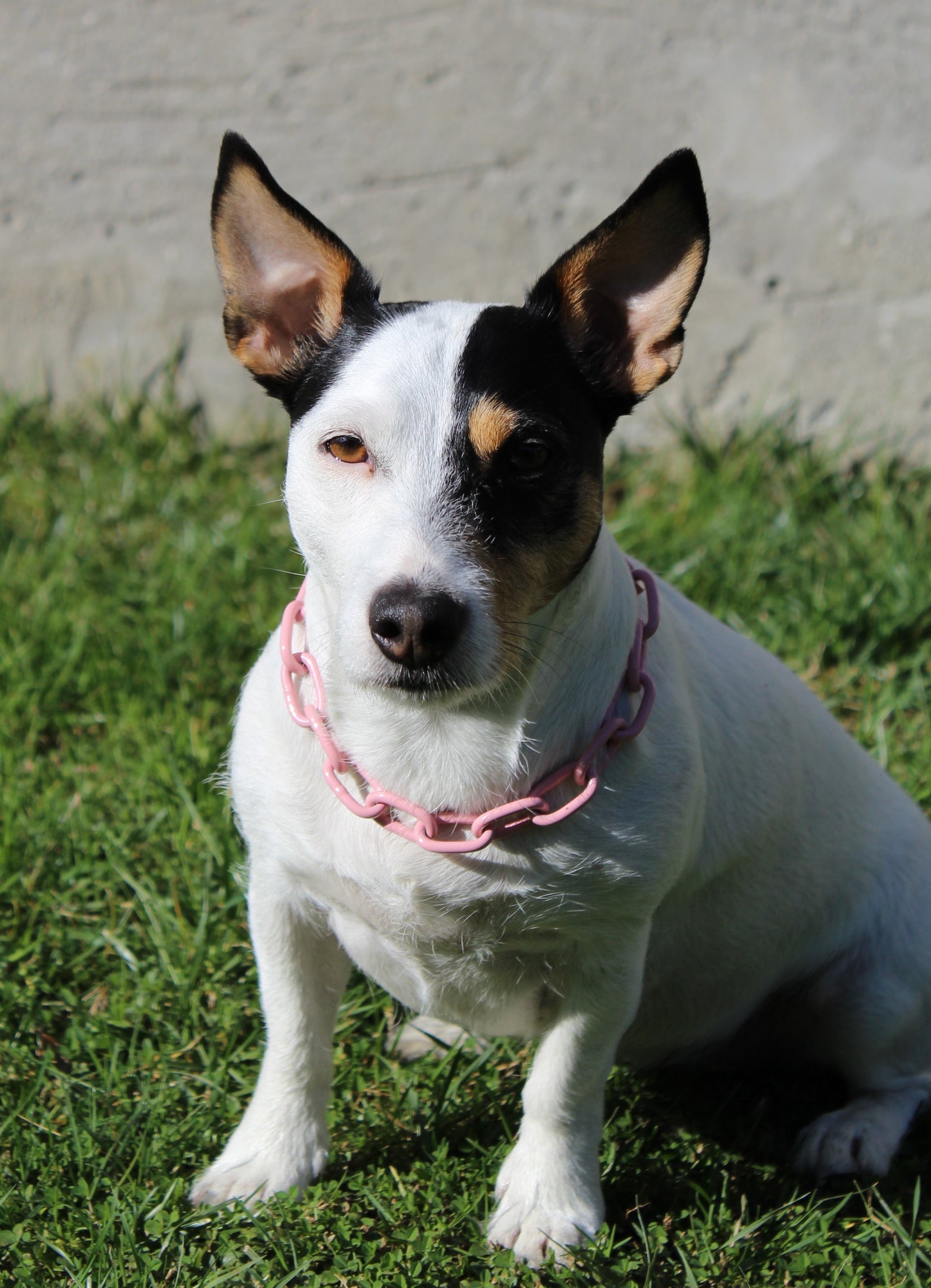 Collier chaine non étrangleur pour chien puissant -  Chaîne Croc Méchante