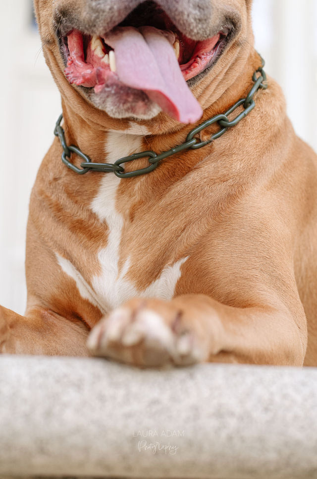 Collier chaine non étrangleur pour chien puissant -  Chaîne Croc Méchante