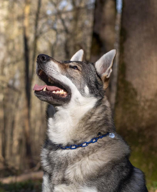 Collier chaine non étrangleur pour chien puissant -  Chaîne Croc Méchante