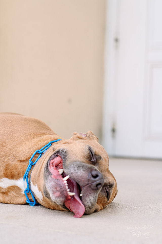 Collier chaine non étrangleur pour chien puissant -  Chaîne Croc Méchante