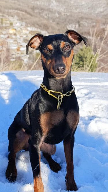 Collier chaine non étrangleur pour petits chiens - Chaîne Croc Méchante Mini