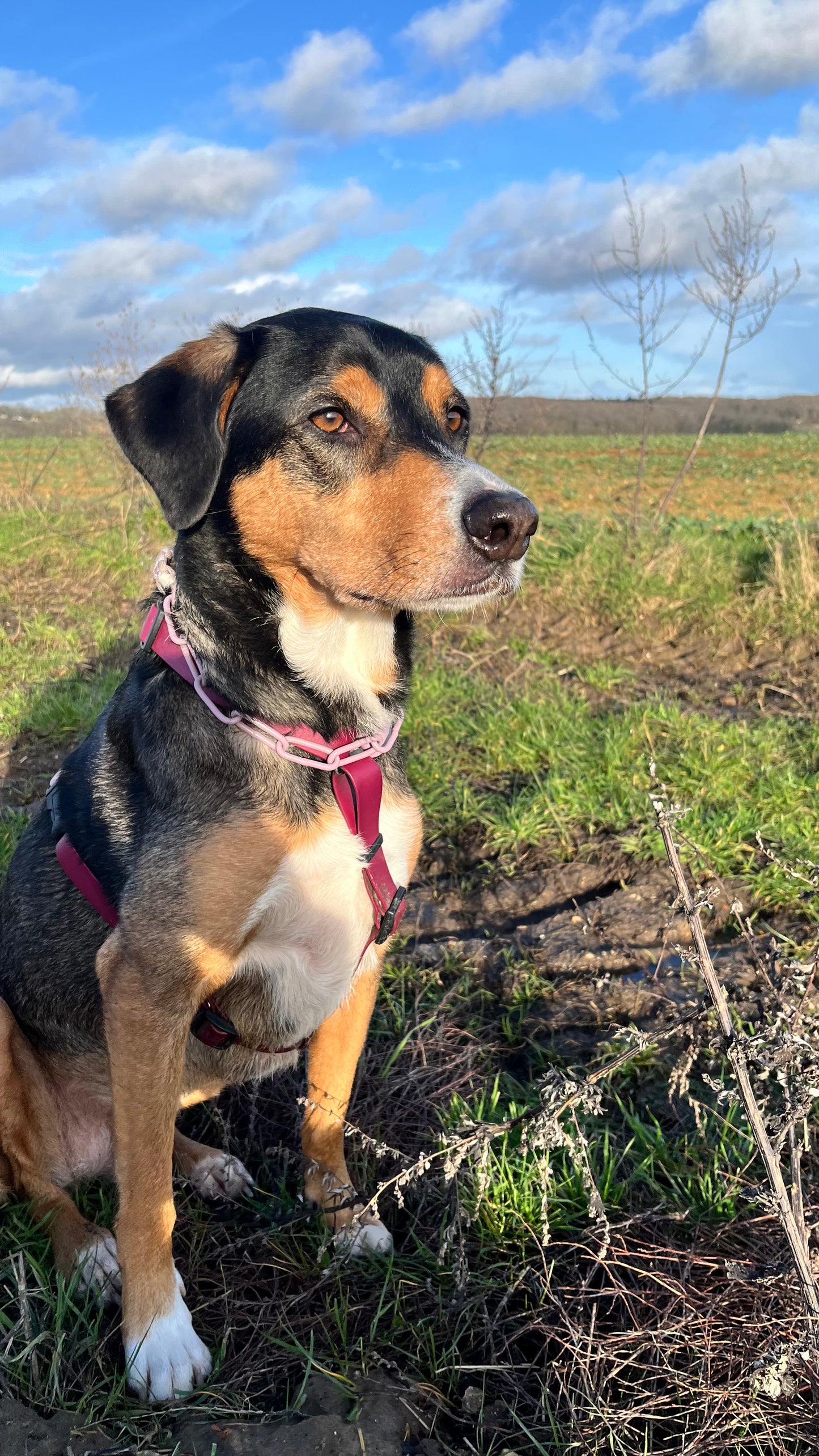 Collier chaine non étrangleur pour chien puissant -  Chaîne Croc Méchante