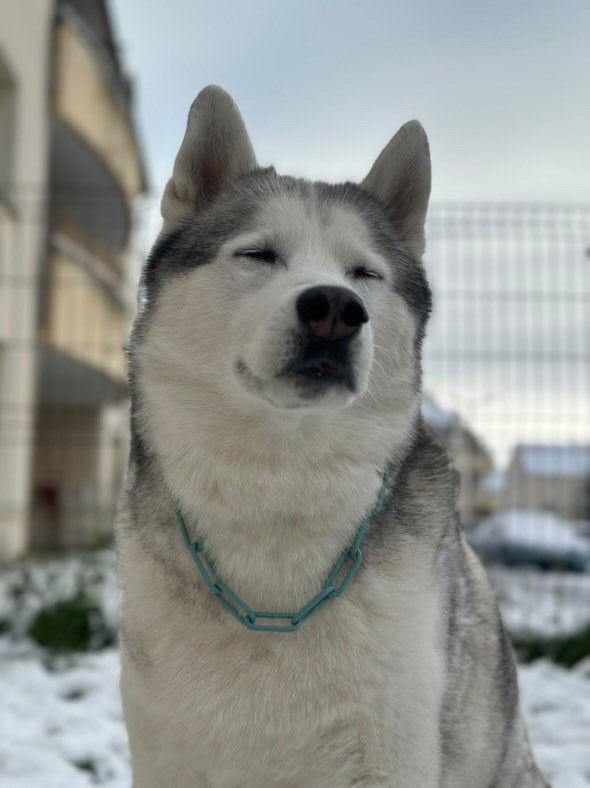 Collier chaine non étrangleur pour chien puissant -  Chaîne Croc Méchante