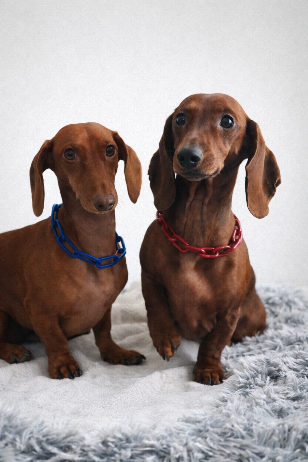 Collier chaine non étrangleur pour petits chiens - Chaîne Croc Méchante Mini