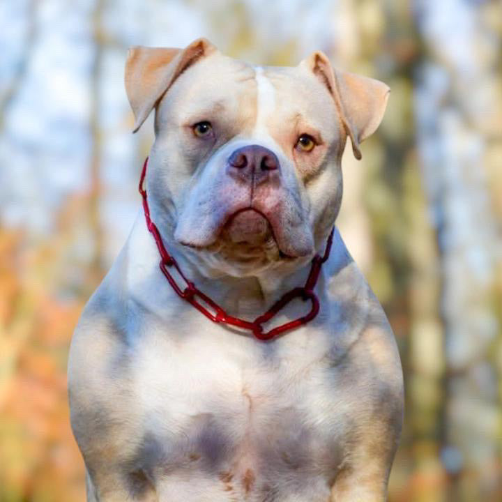 Collier chaine non étrangleur pour chien puissant -  Chaîne Croc Méchante