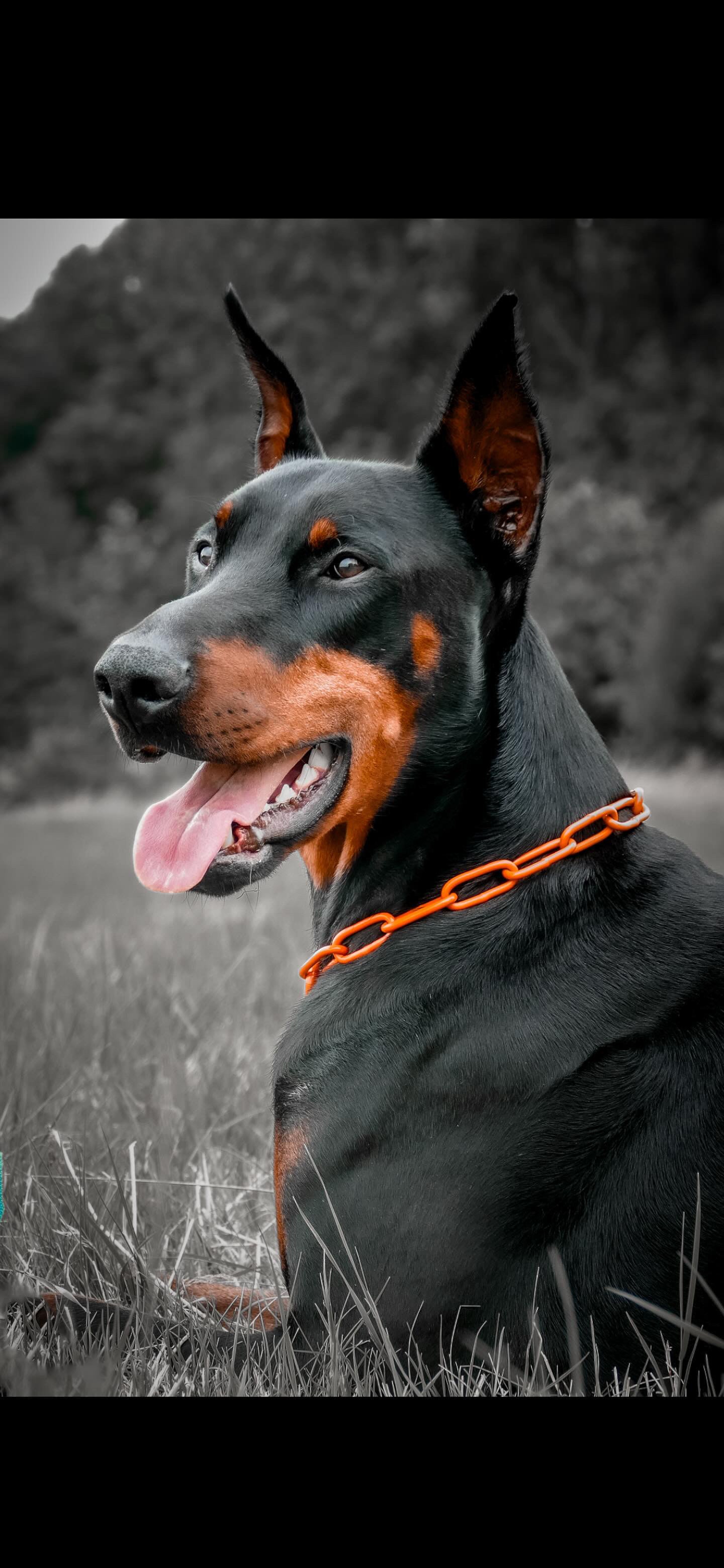 Collier chaine non étrangleur pour chien puissant -  Chaîne Croc Méchante