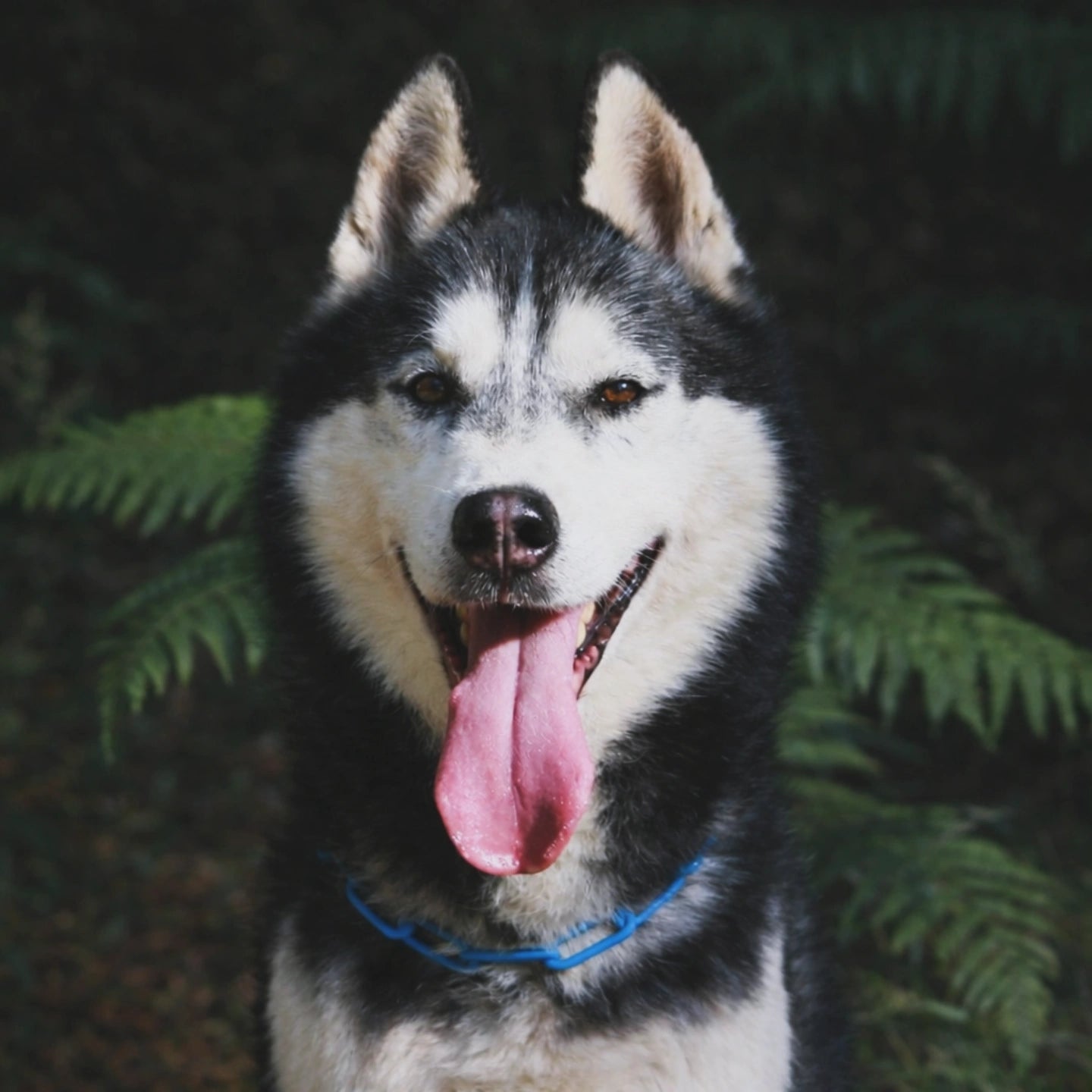 Collier chaine non étrangleur pour chien puissant -  Chaîne Croc Méchante
