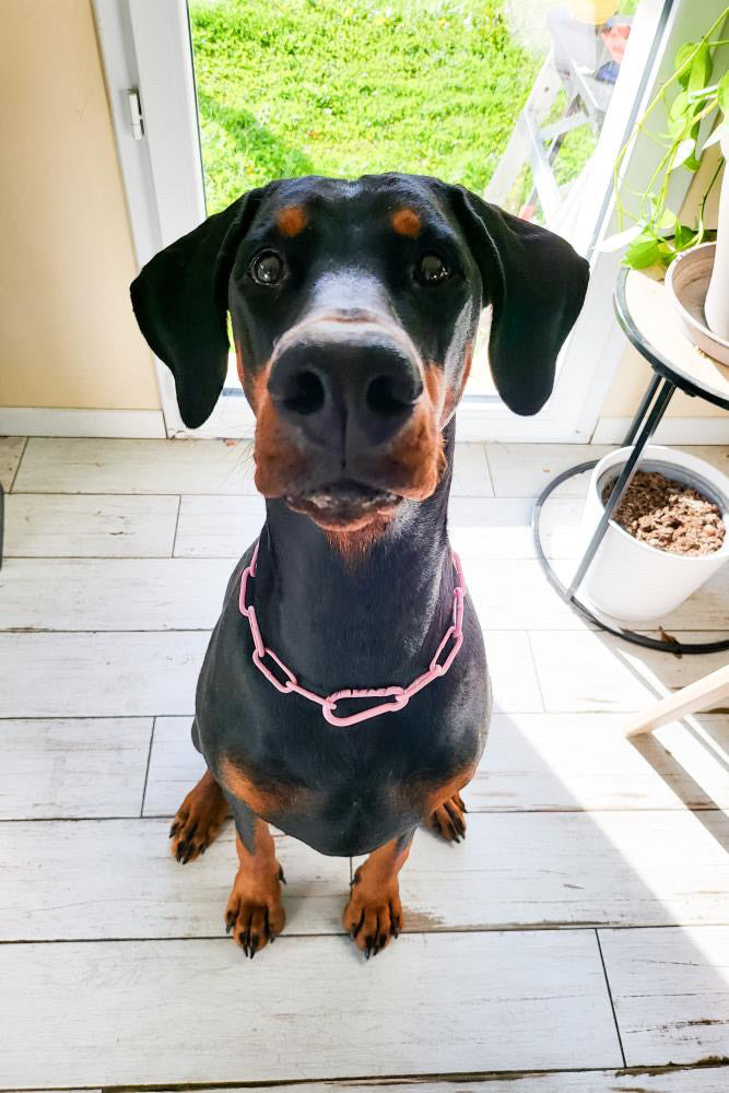 Collier chaine non étrangleur pour chien puissant -  Chaîne Croc Méchante