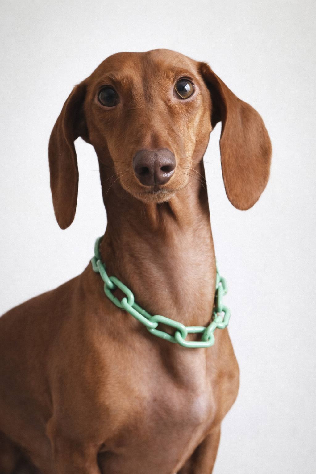 Collier chaine non étrangleur pour petits chiens - Chaîne Croc Méchante Mini