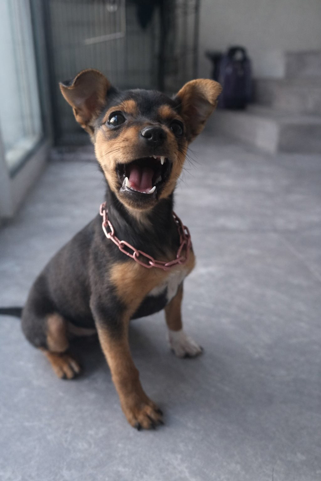 Collier chaine non étrangleur pour petits chiens - Chaîne Croc Méchante Mini