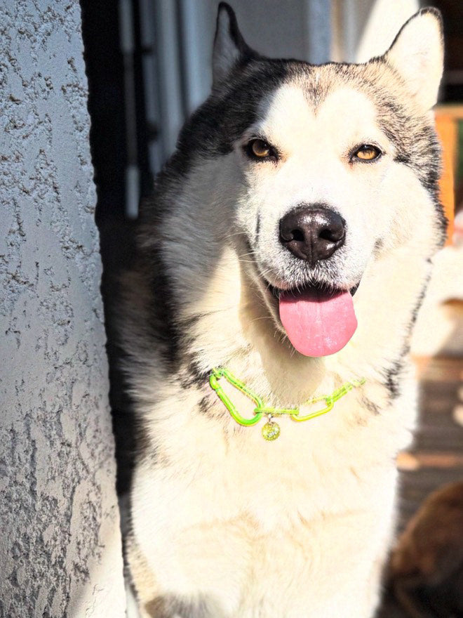 Collier chaine non étrangleur pour chien puissant -  Chaîne Croc Méchante