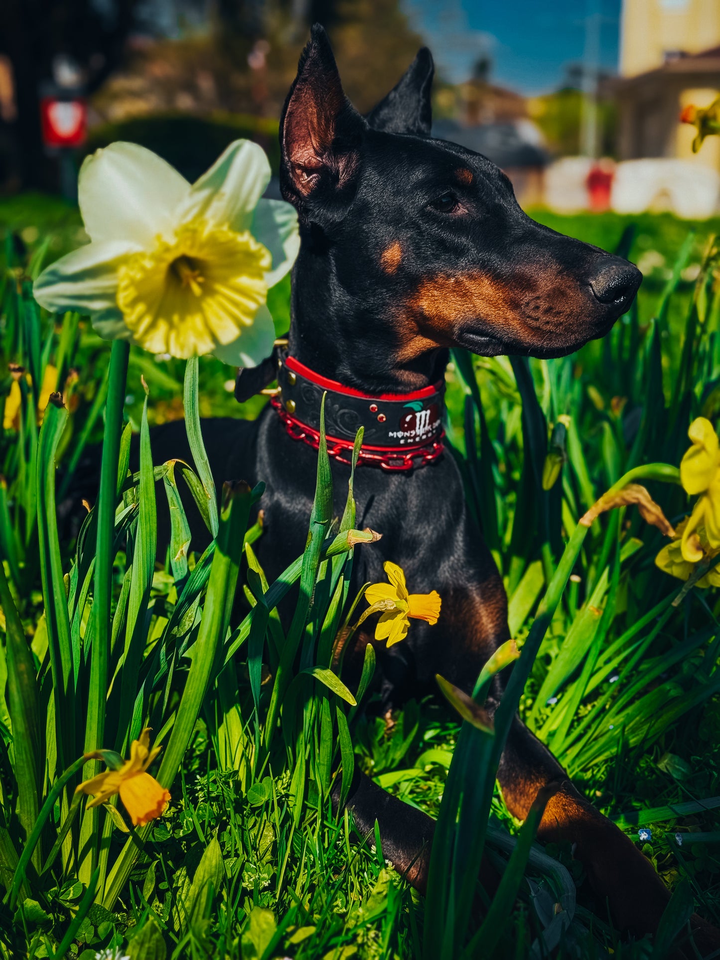Collier chaine non étrangleur pour chien puissant -  Chaîne Croc Méchante