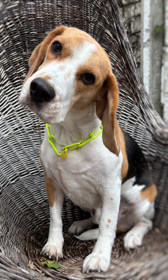 Collier chaine non étrangleur pour chien puissant -  Chaîne Croc Méchante