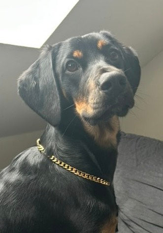 Collier Chaîne non étrangleur pour chien élégante - Collier CROCHIC