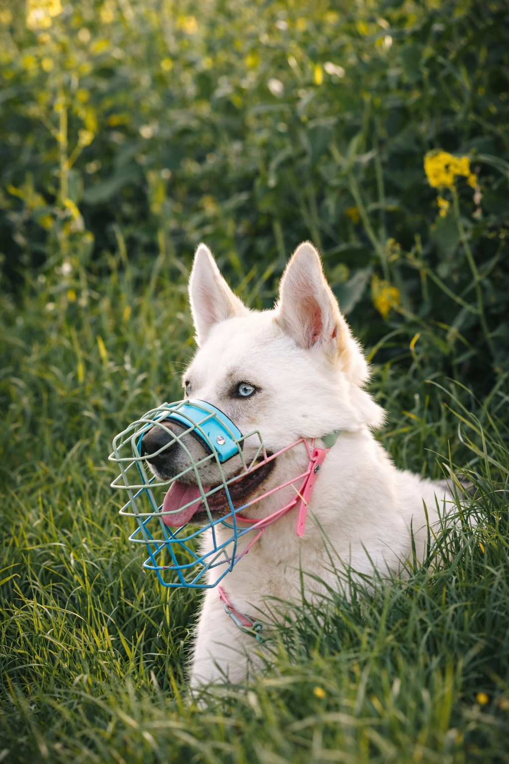 Muselière Chien - Cage Multicolor + biothane