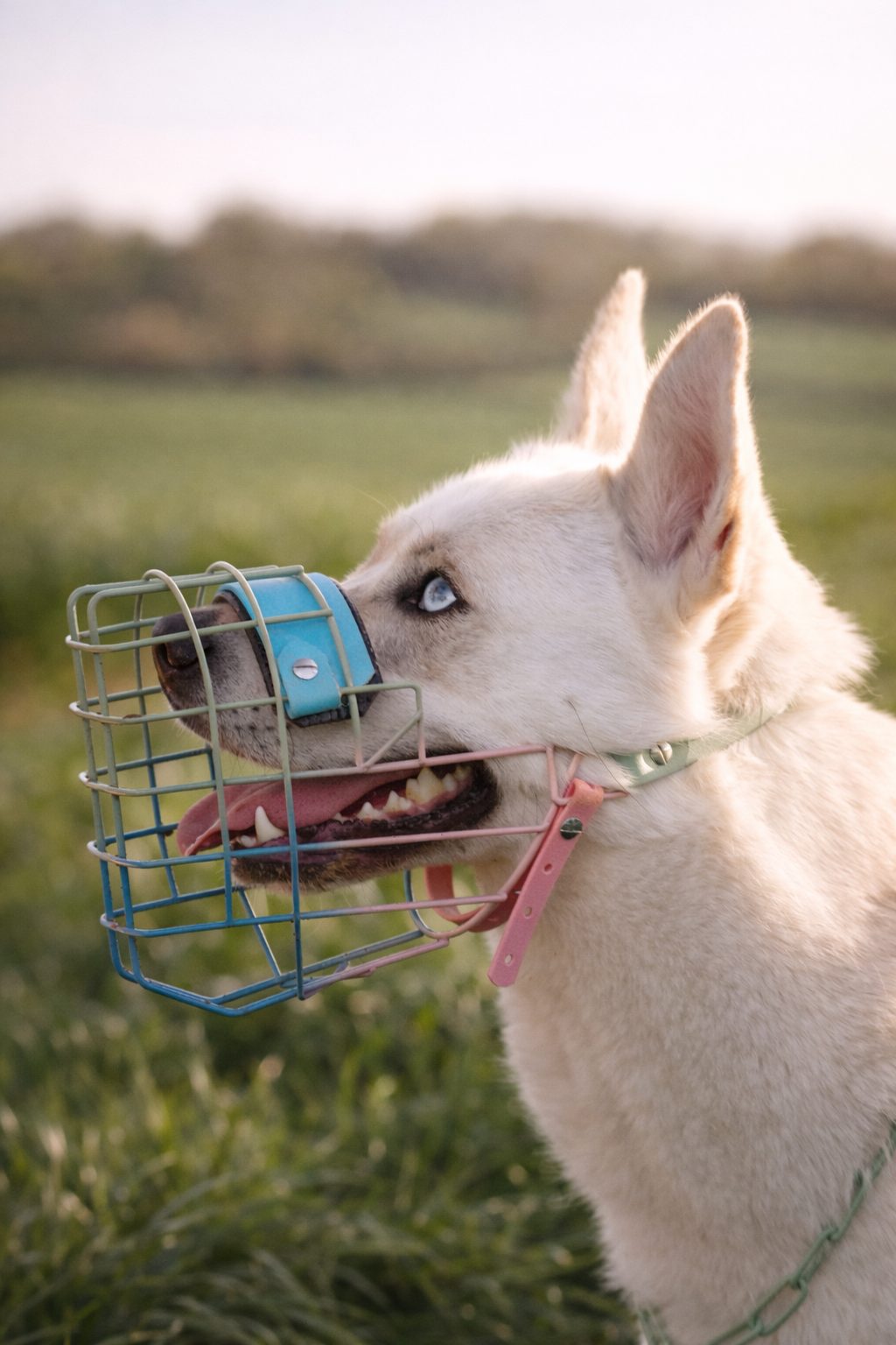 Muselière Chien - Cage Multicolor + biothane