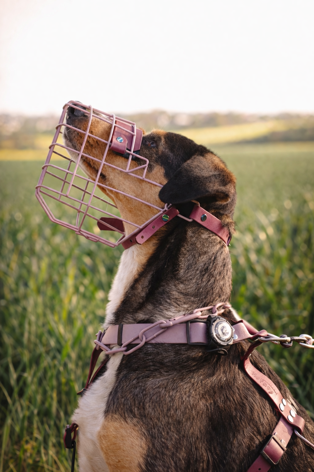 Muselière Chien - Cage colorée + biothane