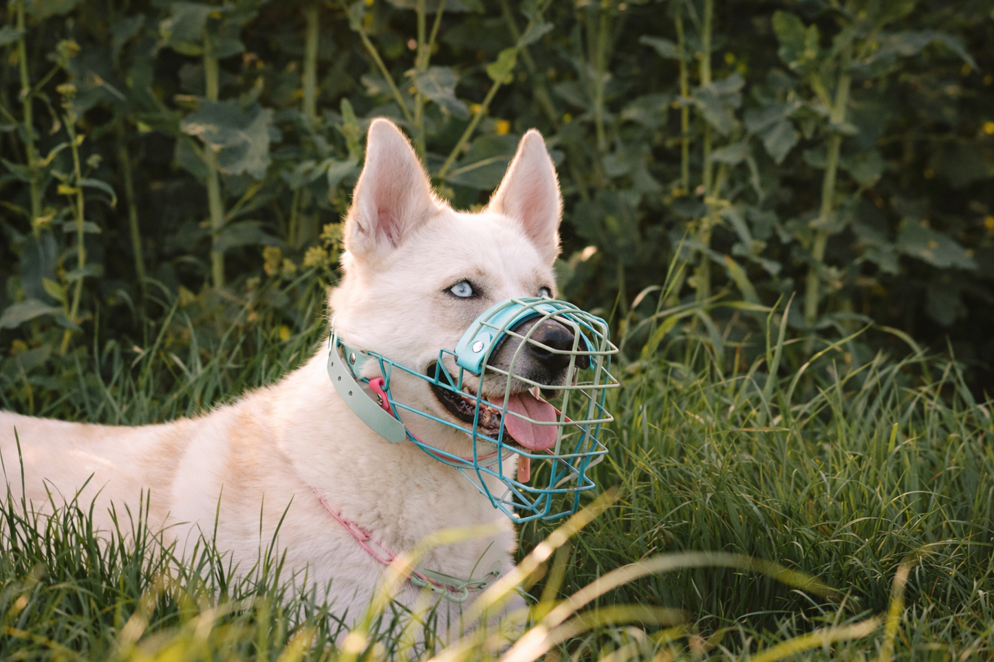 Muselière Chien - Cage Multicolor + biothane