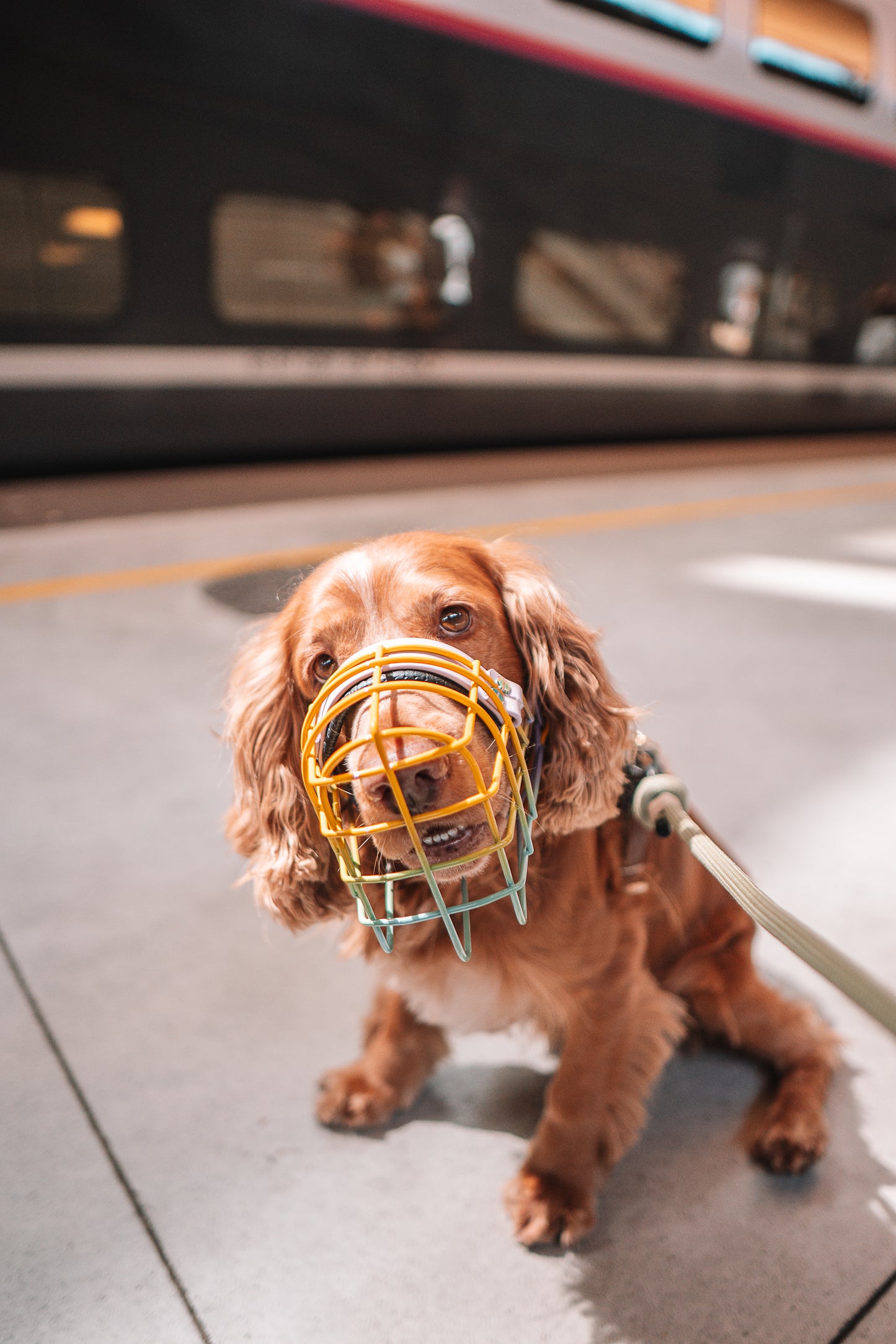 Muselière Chien - Cage Multicolor + biothane