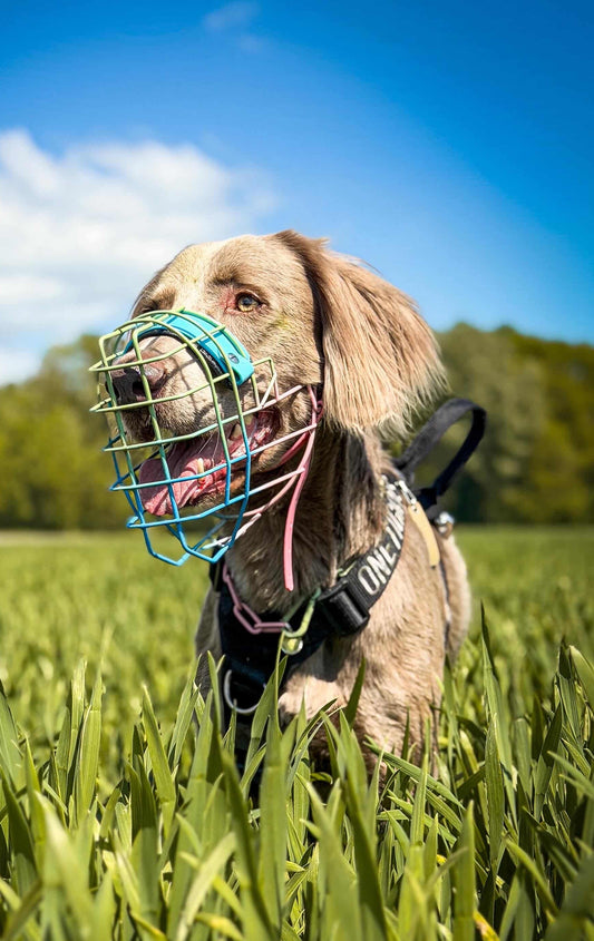 Muselière Chien - Cage Multicolor + biothane