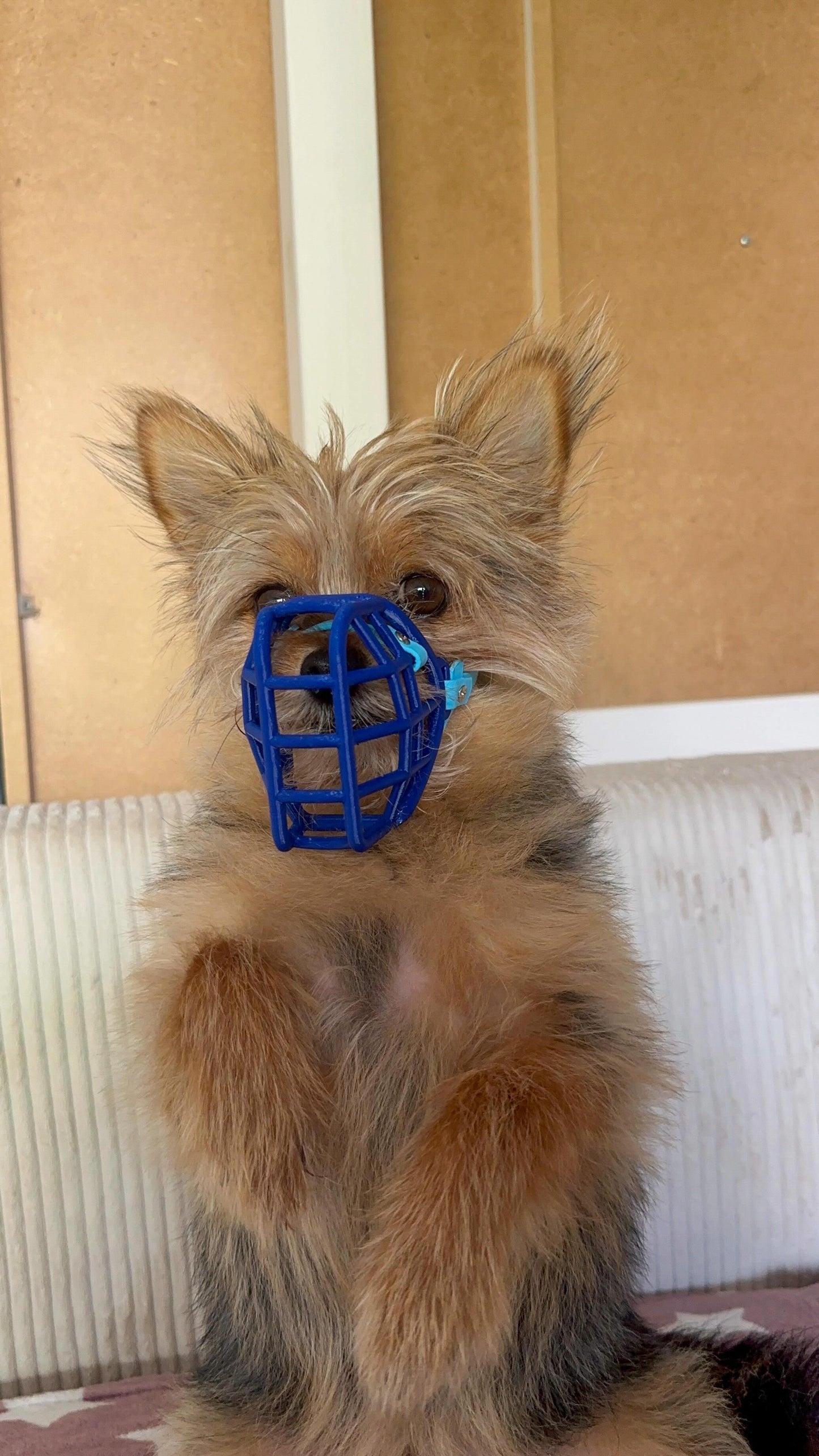 MUSELIERE POUR TRES PETIT CHIEN - XS