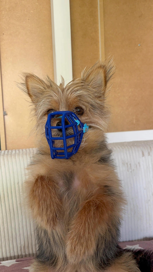 MUSELIERE POUR TRES PETIT CHIEN - XS